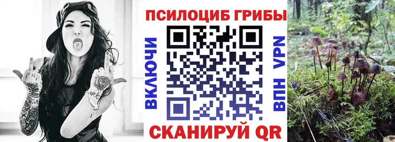 mega tor Юрга площадка формула Псилоцибиновые грибы GOLDEN TEACHER